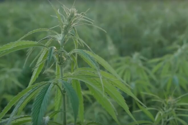 Recreational Marijuana Initiative Could Land in Florida's Ballot