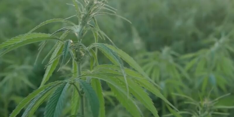 Recreational Marijuana Initiative Could Land in Florida's Ballot