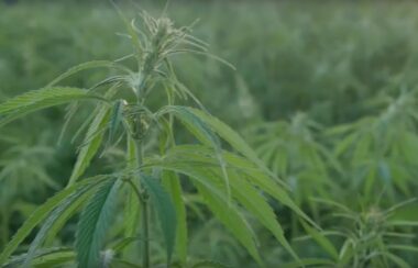 Ad Warns Amendment 3 Turns Florida into California, Colorado