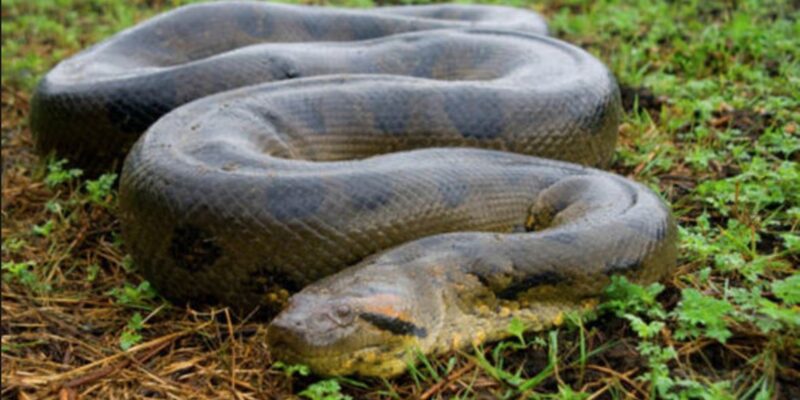 Crackdown on Anacondas slithers to court