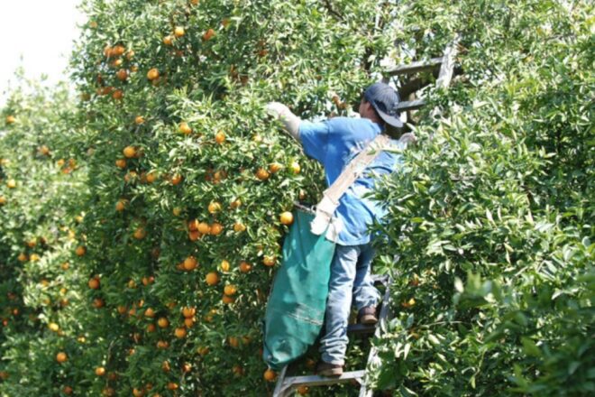 Florida takes care of its farmworkers, other states don't