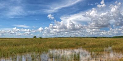 Everglades Trust Issues Congressional Endorsements