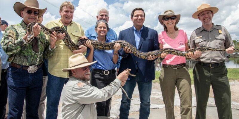 DeSantis moves to wipe out invasive python population