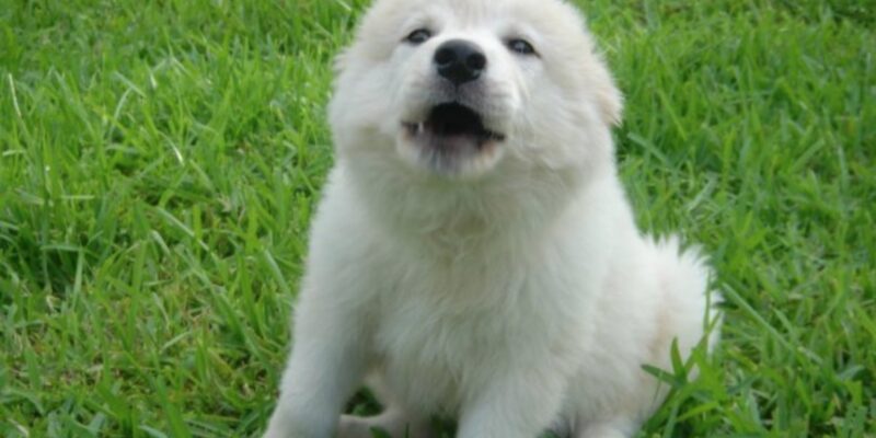Activists claim pet store puppies are all 