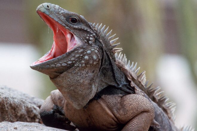 Iguana Hunter Gary Farmer wants to eradicate invasive lizards