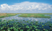 Everglades