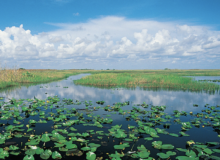 Congressional Republicans Lobby Biden to Protect Florida’s Ecosystem
