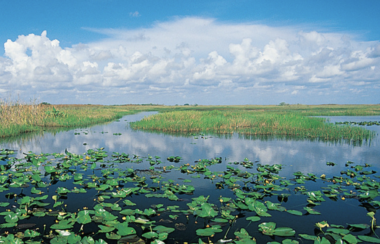 DeSantis Touts $3.14 Billion in Two Years Toward Everglades Restoration Efforts