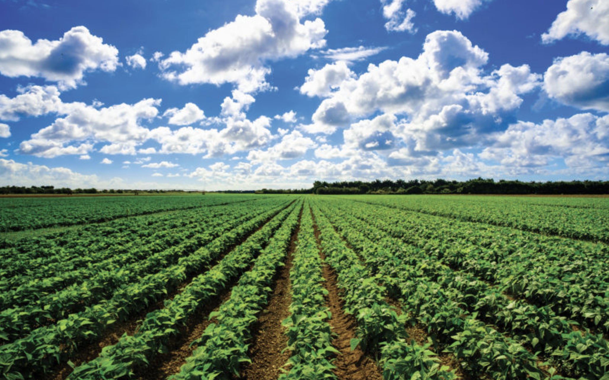 Florida farming