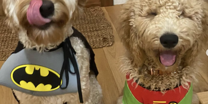 Florida House Democrats 'Dog' Republicans on Animal Issues