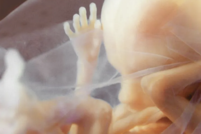 Florida Bill Protecting Mothers of Unborn Children Gains Traction in Senate