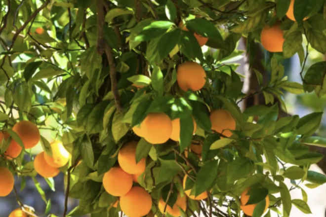 Florida Citrus Grower Takes $23 Million Hit from Hurricane Ian