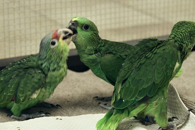 FIU Saves Endangered Parrots from Illegal Animal Smuggling