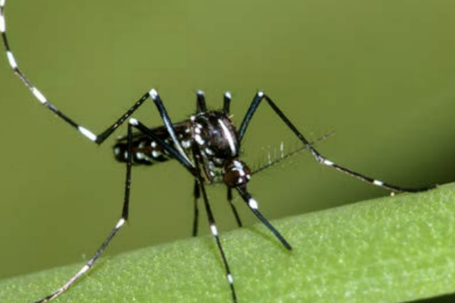 Floridians need to remain vigilant against the world’s deadliest animal: The Mosquito