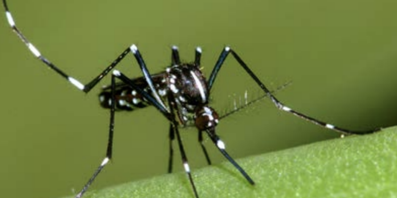 Floridians need to remain vigilant against the world’s deadliest animal: The Mosquito