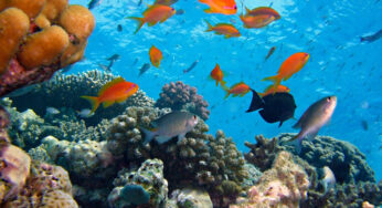 Gone Fishin'? DeSantis Creates Florida-Only Lobster Season, Prizes for Lionfish-Capture