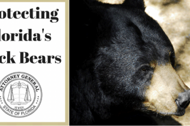 State of Florida Should Manage Black Bear Population, not Everyday Floridians