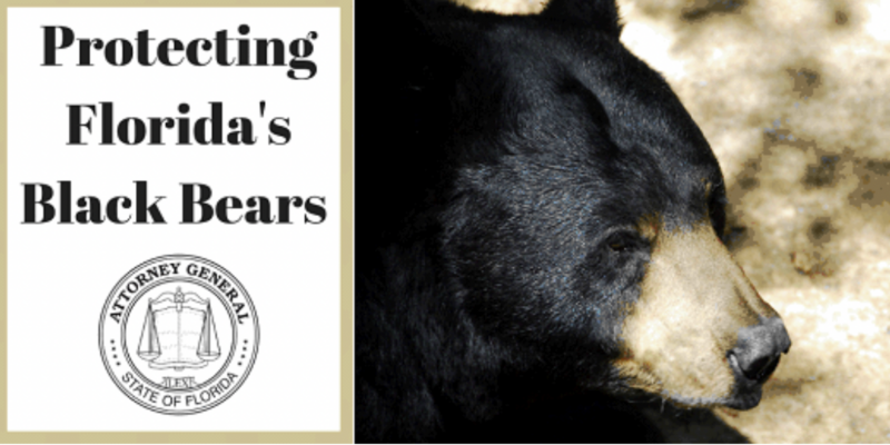 State of Florida Should Manage Black Bear Population, not Everyday Floridians