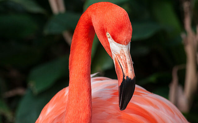 South Florida Lawmaker Files Bill to Designate American Flamingo as Official State Bird