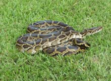Florida Python Challenge 2025 Opens: What to Know