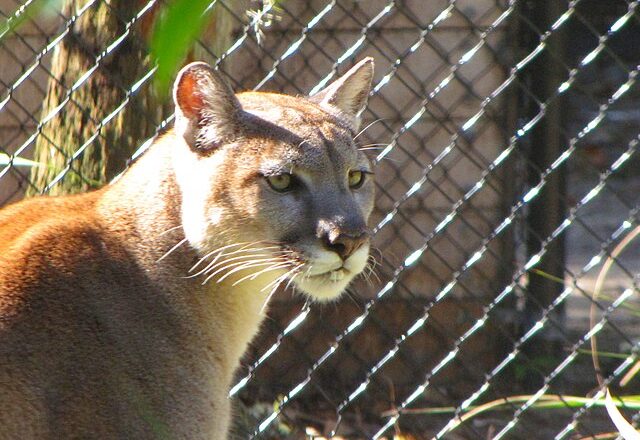 Florida Fish and Wildlife Conservation Commission Reportedly Captures Largest Panther in State History