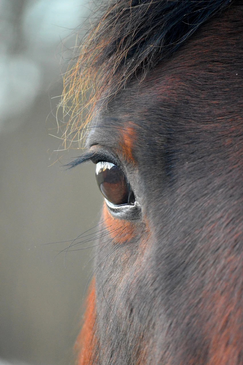 Slot Machines Over Stallions? Florida’s Horse Racing Future Is at Risk