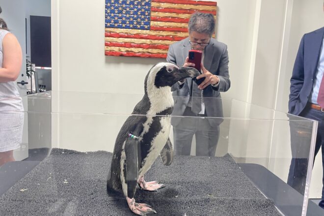 Penguins Persevere Through Tariffs, Visit the Florida Capitol