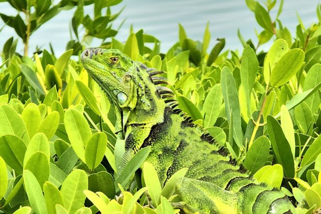 Florida Looks to Take Out More Invasive Green Iguana Lizards