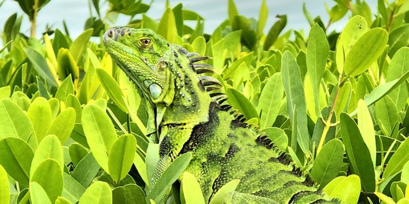 Florida Looks to Take Out More Invasive Green Iguana Lizards