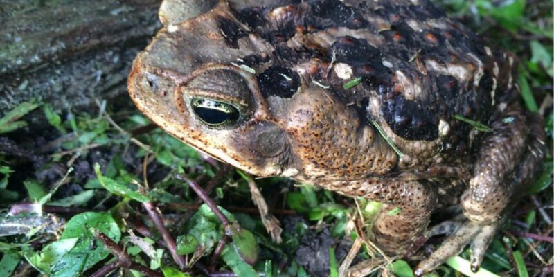 Toxic Toad Alert: How Floridians Can Protect Their Pets This Summer